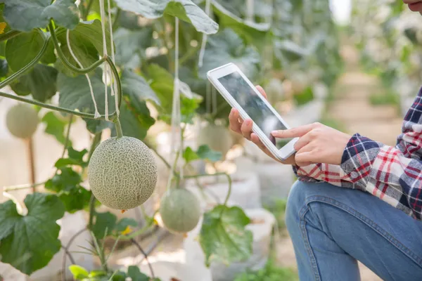 vegetable-technology-monitoring