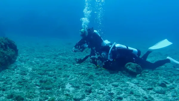 世界海龜日