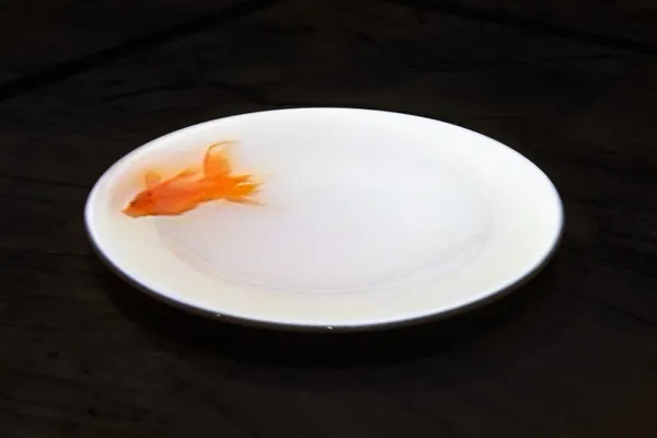 袁廣鳴《盤中魚》.jpg