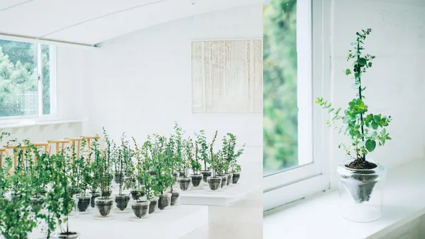 展覽結束後，帶一株樹苗走！古巴藝術家於新竹春室開展，以紙張、植物與玻璃訴說永續循環價值