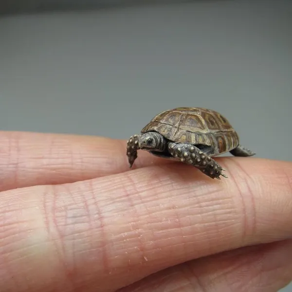 微縮生物模型