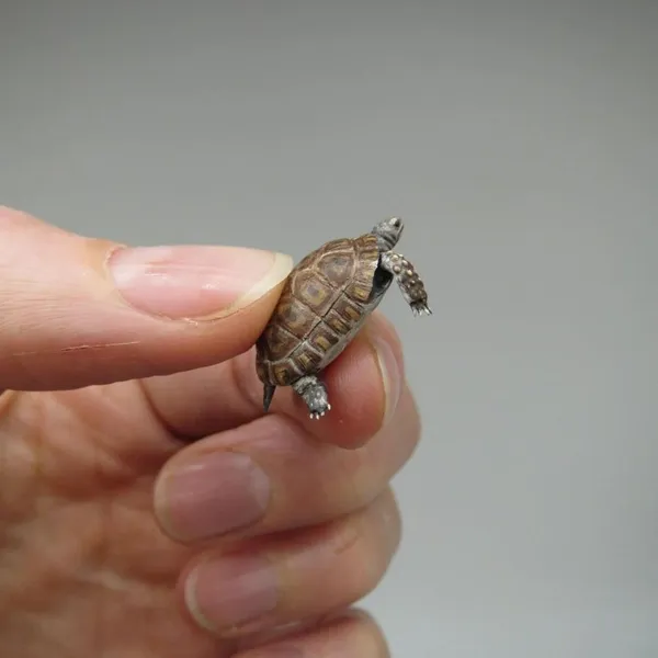微縮生物模型