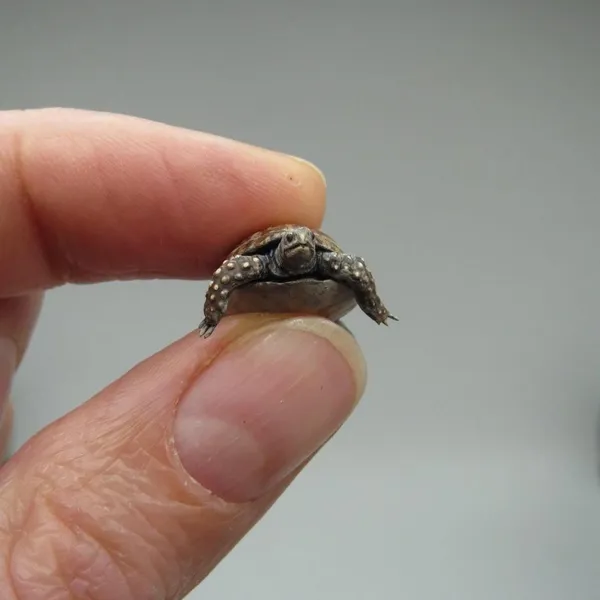 微縮生物模型