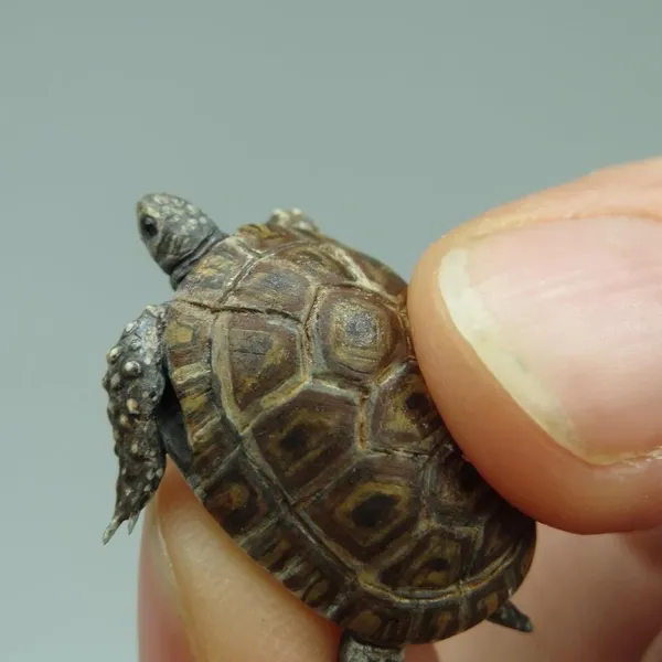 微縮生物模型