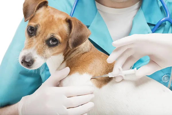 dog-implant