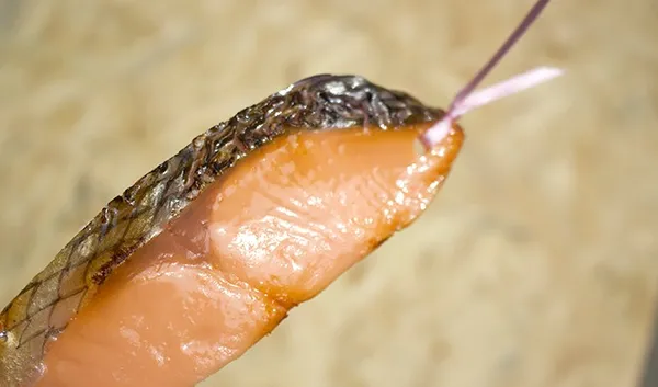 食物文具設計