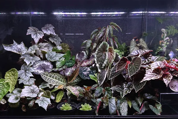 2022全台最美8間植物店推薦