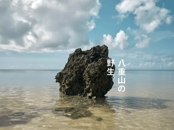 原研哉 泡盛古酒