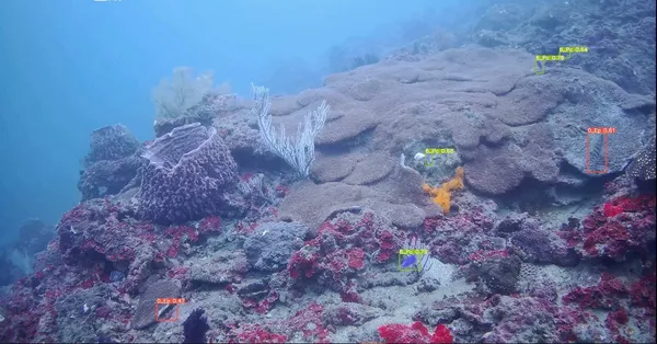 05 台灣智能海洋-珊瑚礁與海洋生物辨識