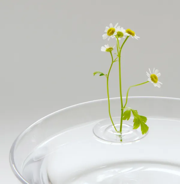 日本「水波紋花器」