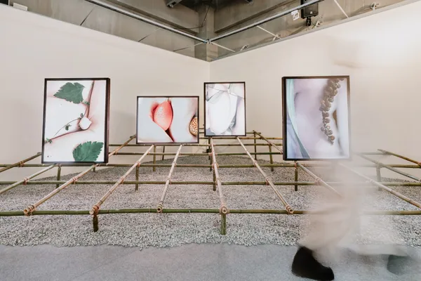 花蓮植物概念展在呼吸 in spire 