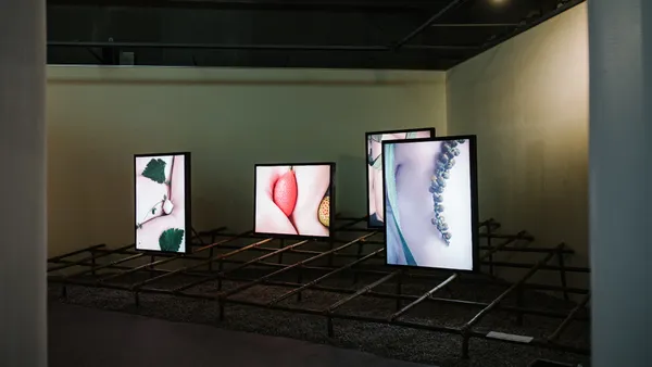 花蓮植物概念展在呼吸 in spire