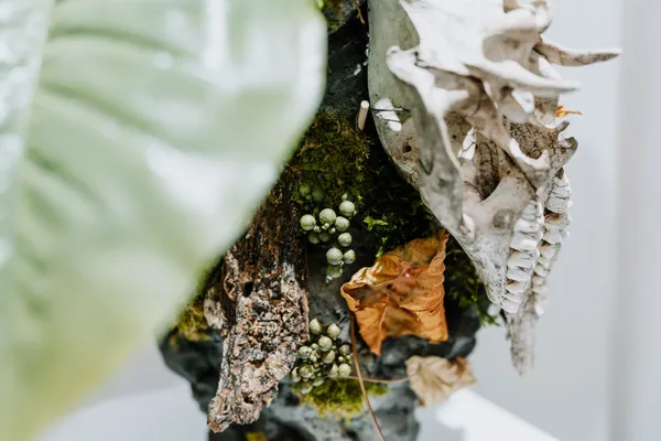花蓮植物概念展在呼吸 in spire 
