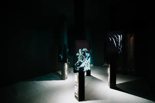 花蓮植物概念展在呼吸 in spire 