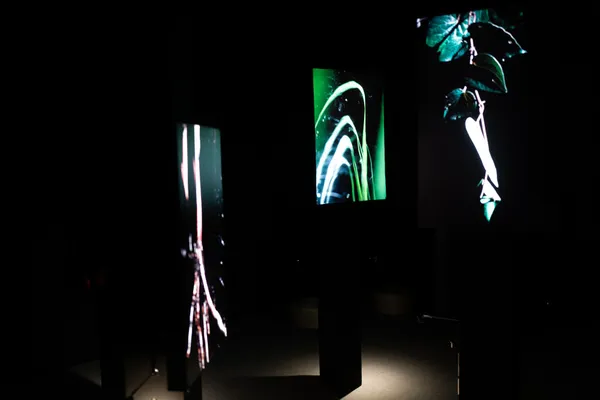 花蓮植物概念展在呼吸 in spire 