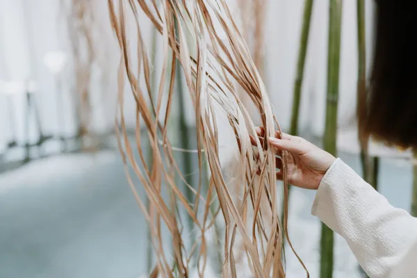 花蓮植物概念展在呼吸 in spire 