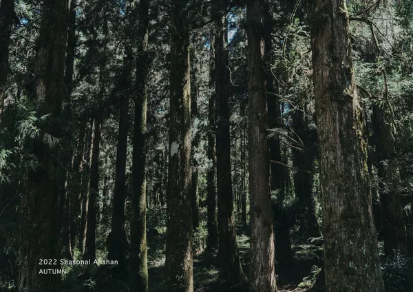 阿里山森林市集秘境音樂派對.jpg