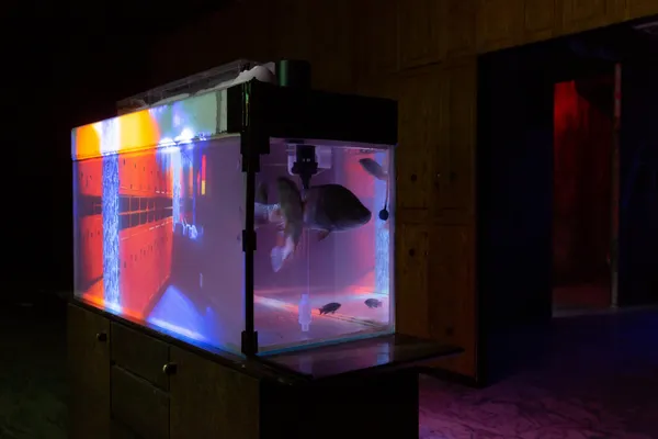 「居家娛樂―楊登棋（登曼波）個展」展場一景，2022。圖像由藝術家及臺北市立美術館提供。View o