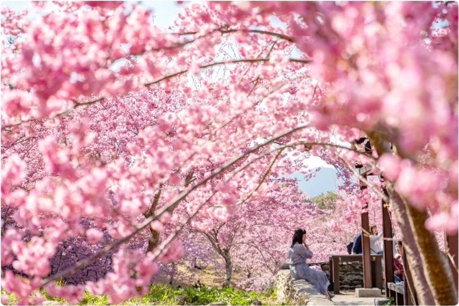武陵農場櫻花季起跑，接駁客運、優惠有哪些？一篇整理各景點即時花況