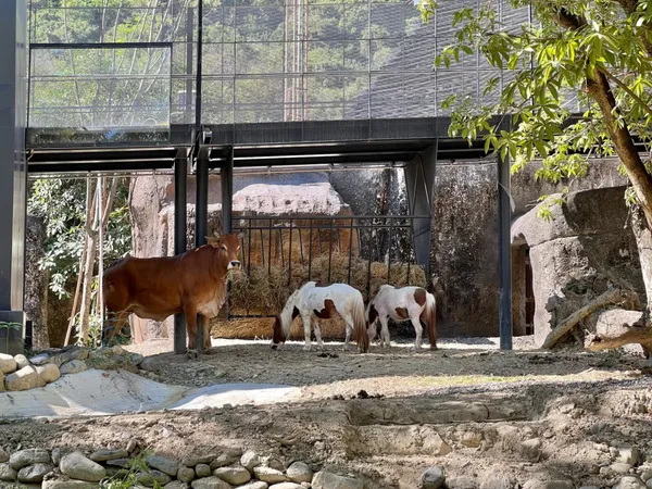 壽山動物園 改造