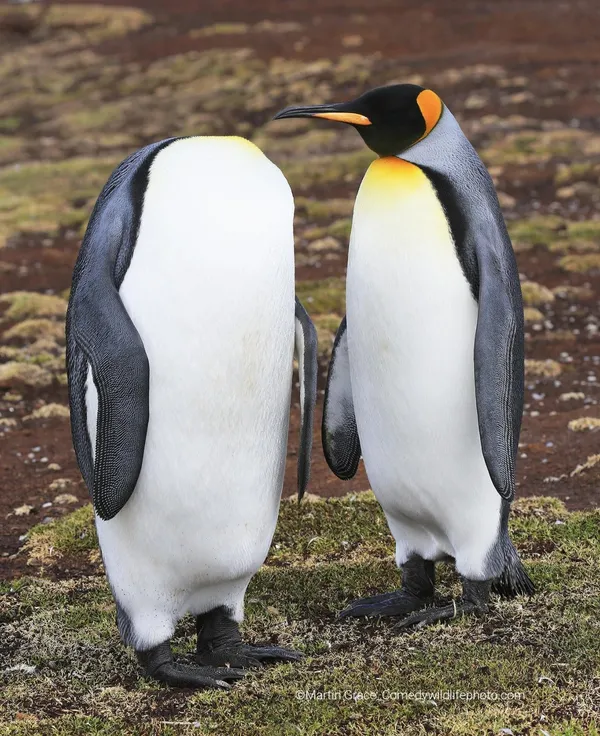 2022「搞笑野生動物攝影獎」