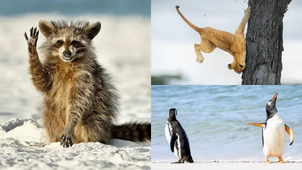 假笑浣熊、鬧彆扭的企鵝皆上榜！2022「搞笑野生動物攝影獎」名單公布，16 件作品一次看