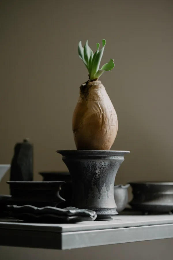 0343 CONSERVATORY塊根品牌旗艦店-台南-Object by 1218.jpg