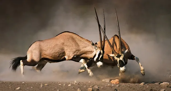 animal fight