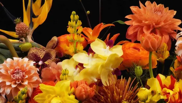 跳舞的花 Dancing Flowers Blooming Timelapse_投影圖像2.jpg