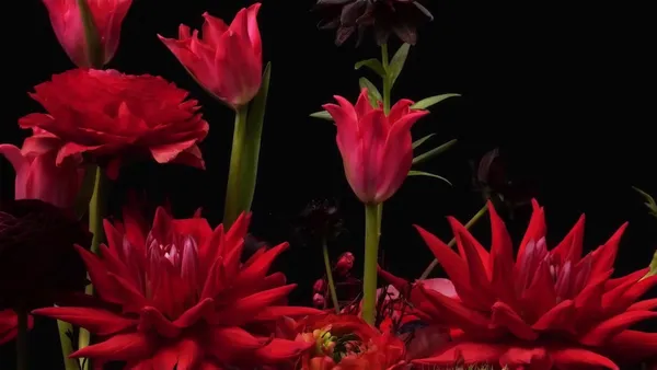 跳舞的花 Dancing Flowers Blooming Timelapse_投影圖像5.jpg