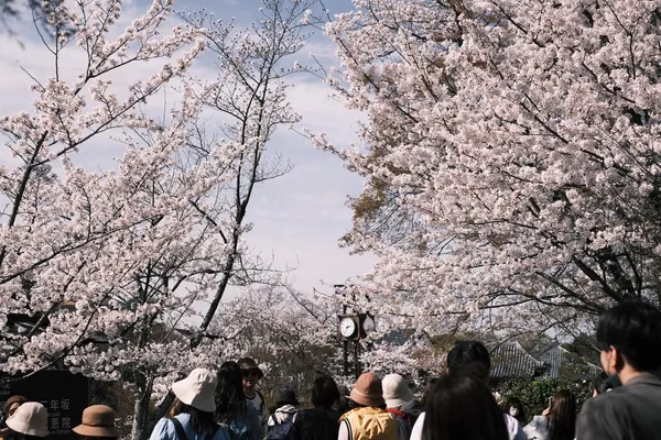 櫻花