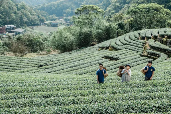 2023茶山繚療在坪林