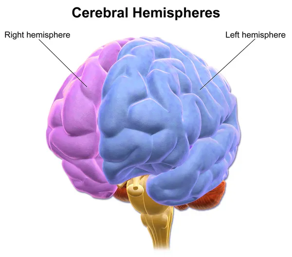 left right brain2.png