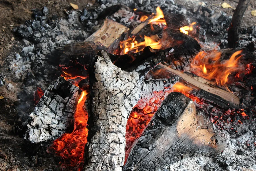 【觀點】砍樹燒木材，「綠能」有綠嗎？為什麼說「生質燃料」是乾淨能源的新解方？