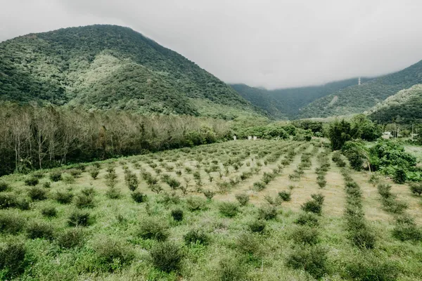 茶籽堂朝陽苦茶樹農地.jpg