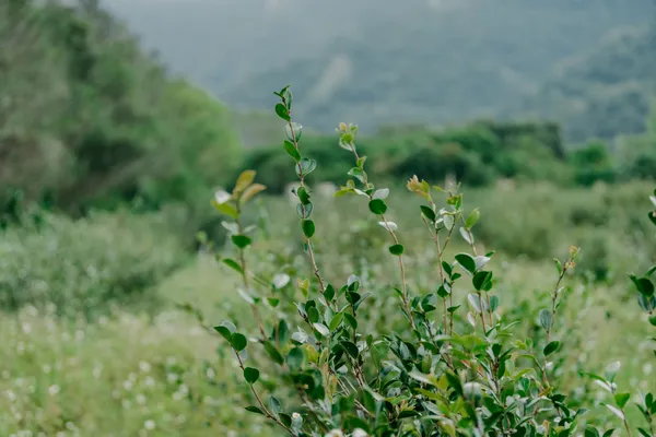 茶籽堂朝陽苦茶樹農地.jpg