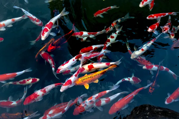 fish_魚