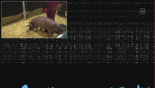 馬斯克3隻小豬測驗