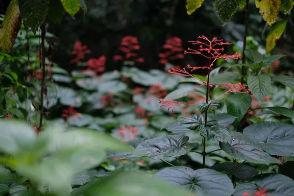 嘉義樹木園