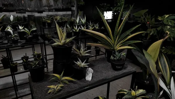 「台灣第一植物界：花見植狩」