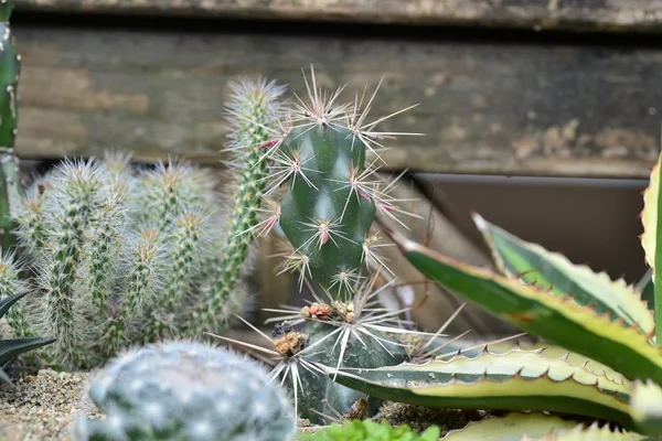 有肉 旅遊植物照顧指南