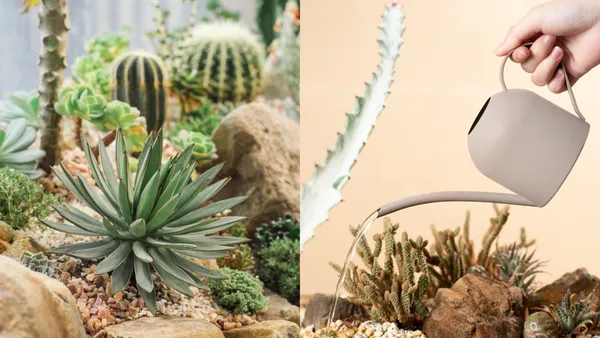 出國植物怎麼辦？旅遊照顧指南：3 大步驟教學、好養的植物推薦
