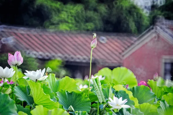 2023桃園蓮花季1.jpg