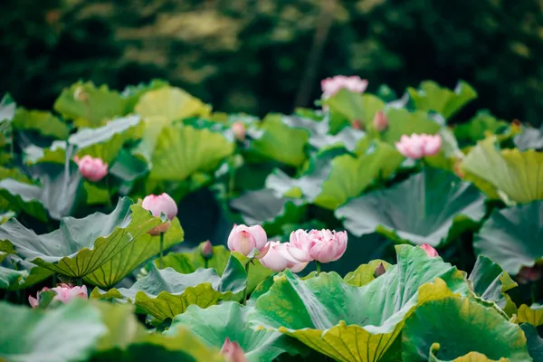 2023桃園蓮花季6.jpg