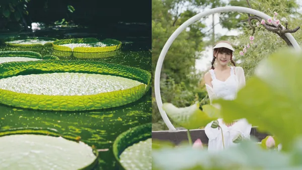 今夏抗暑漫遊散策：沉浸桃園蓮花季，開啟五感新體驗