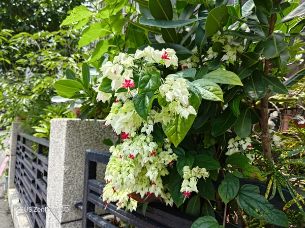 Zenfone 10 花近拍.jpg