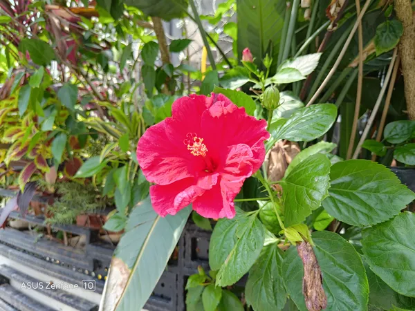 Zenfone 10鮮豔花.jpg