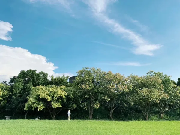 美國沈浸式森林療癒