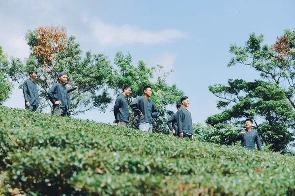 茶嶼風格節＿坪林茶青