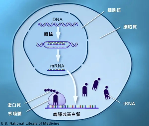 DNA轉錄為mRNA.jpeg